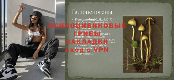 хмурый Аркадак